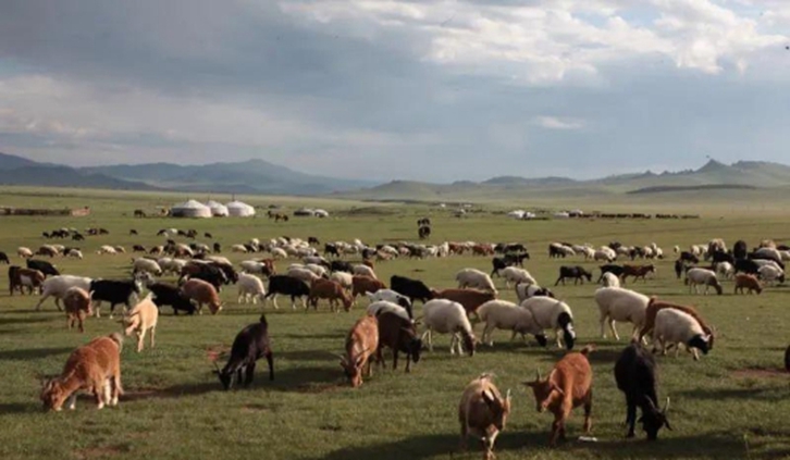 进口蒙古国屠宰用绵羊