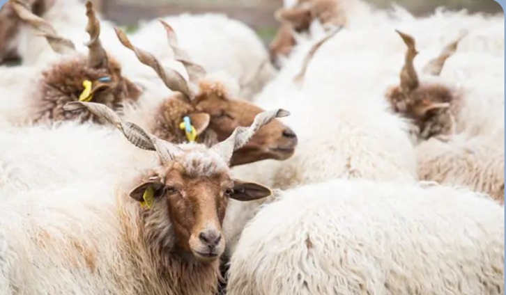 进口匈牙利原羊毛检疫和卫生要求知多少